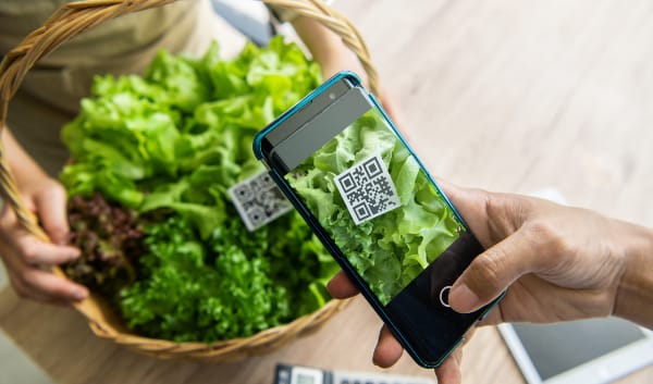 A phone scanning the QR code on a basket of fresh lettuce